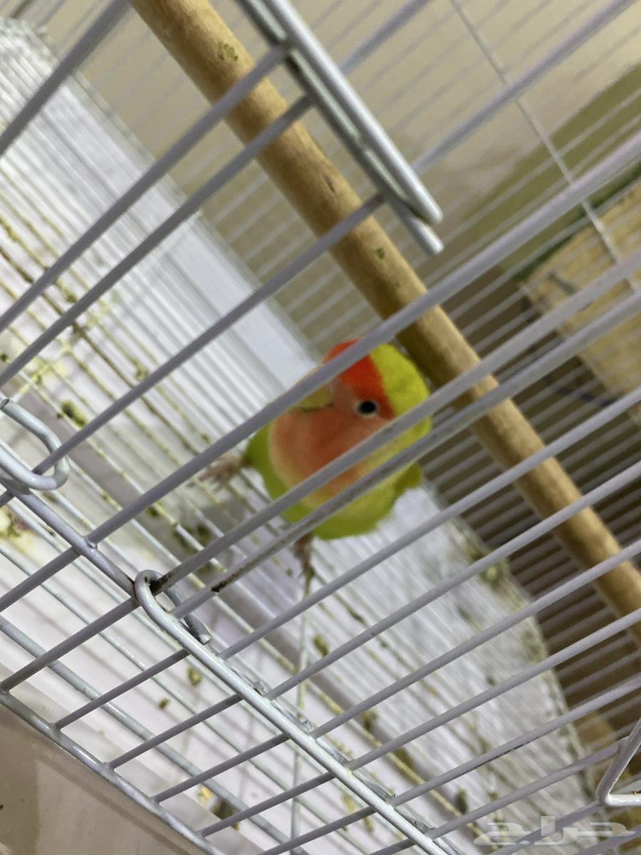 For sale, a two-year-old fierce rose that can be tamed - and a pair of budgies64403315336706110