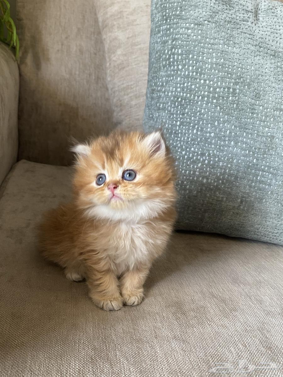 قطط للبيع64401661610243111