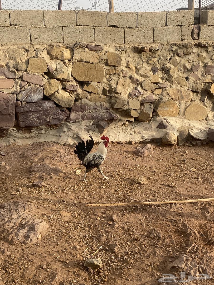 ديك بلدي كفو للبيع64402161667713112