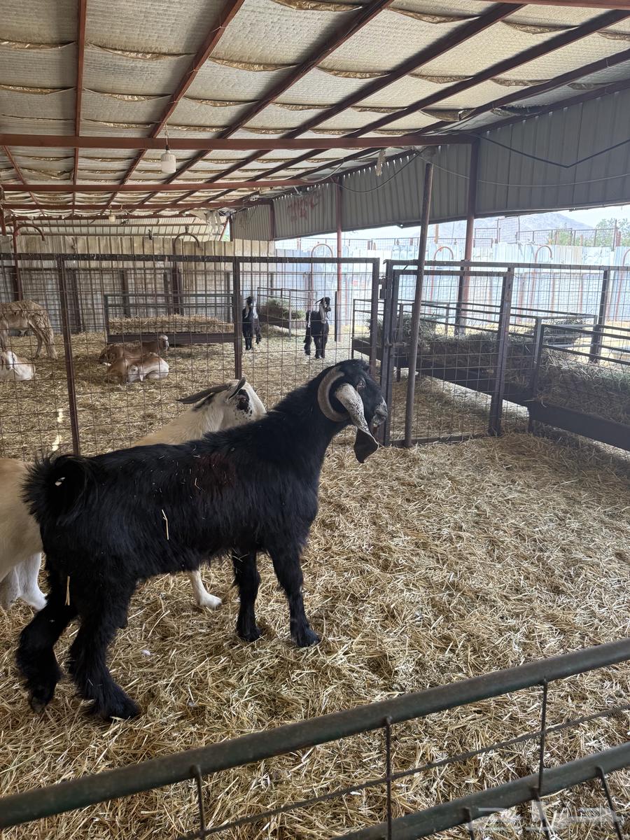 فحول للبيع عارضي وبيشي64401758609793110