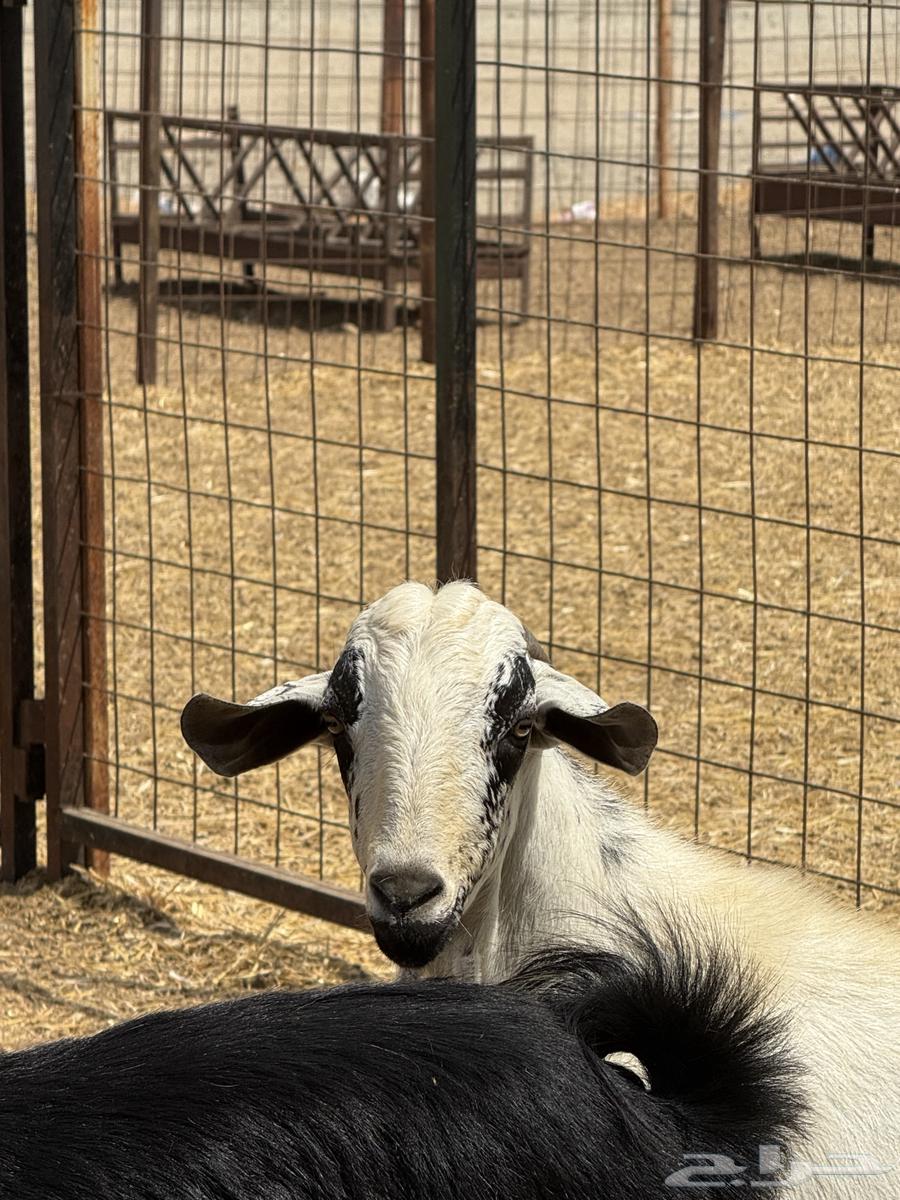 فحول للبيع عارضي وبيشي64401758609793113