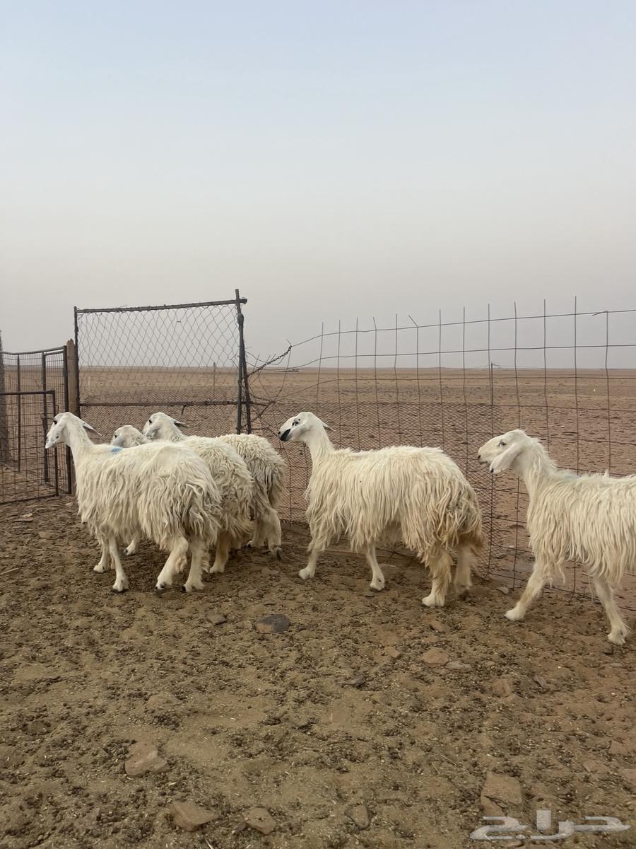 For sale, healthy Ayyayat sheep, one ram64315788485633110