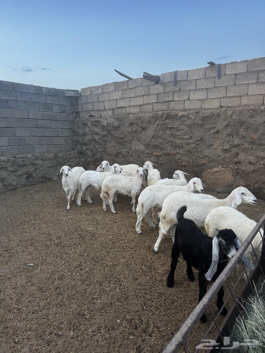 رخال مقاني64401522355457110