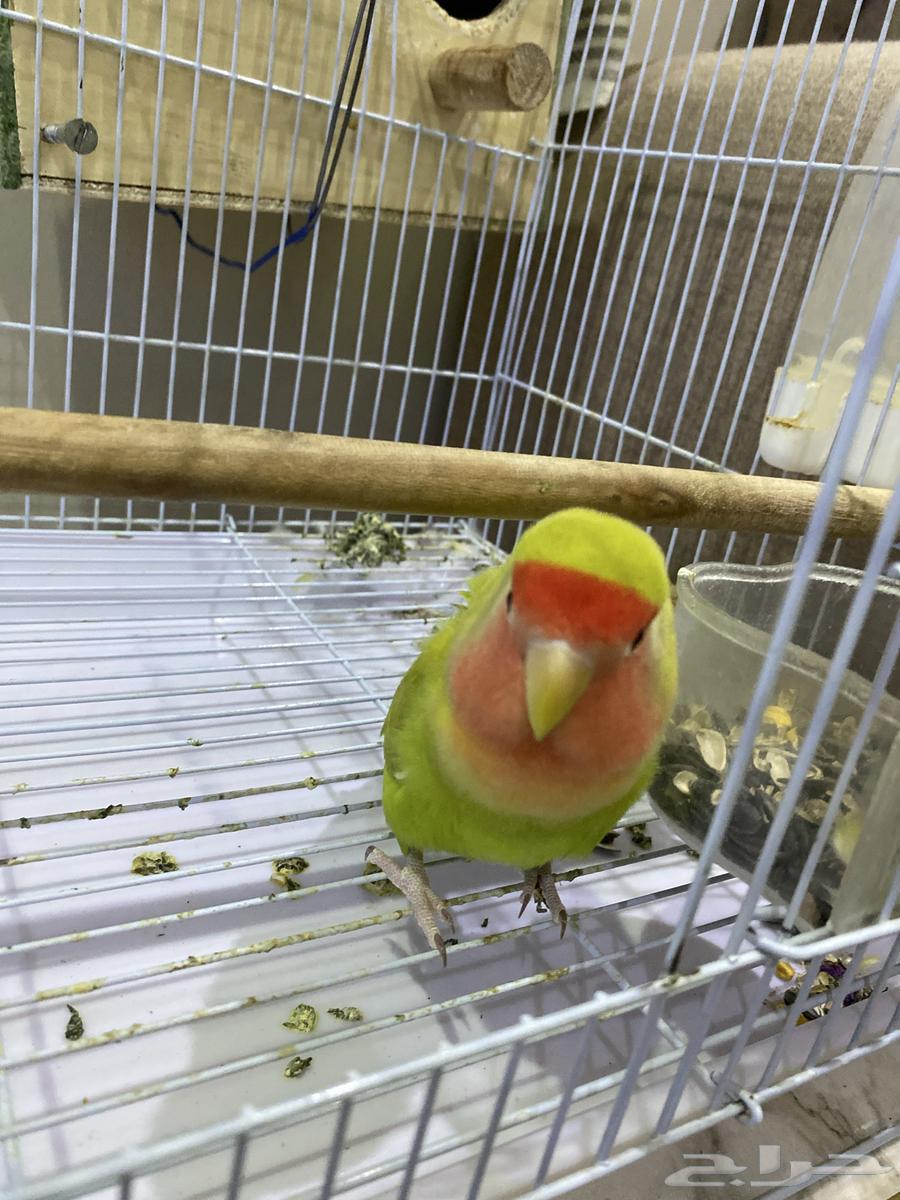 For sale, a two-year-old fierce rose that can be tamed - and a pair of budgies64403315336706111