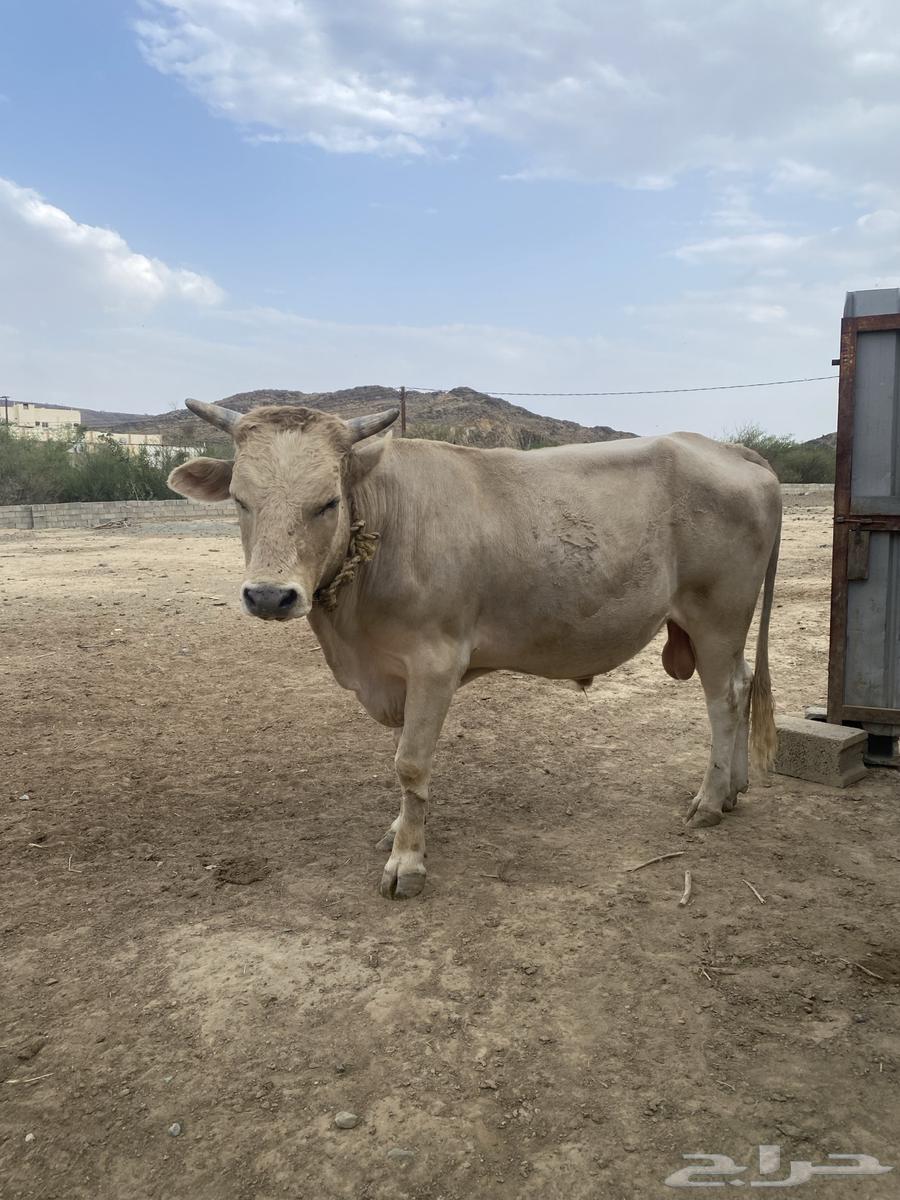 ثور هولندي للبيع64402036320643110