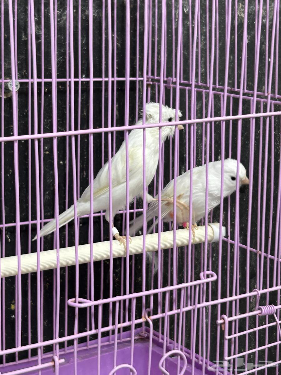 كناري ابيض64403425448193112