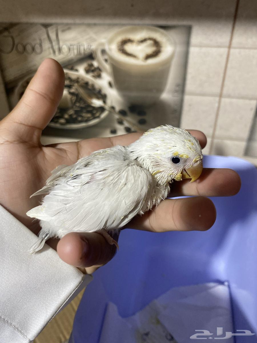 ثلاثه فروخ روز للبيع صحتها ممتازه جدا جدا64341191498497114