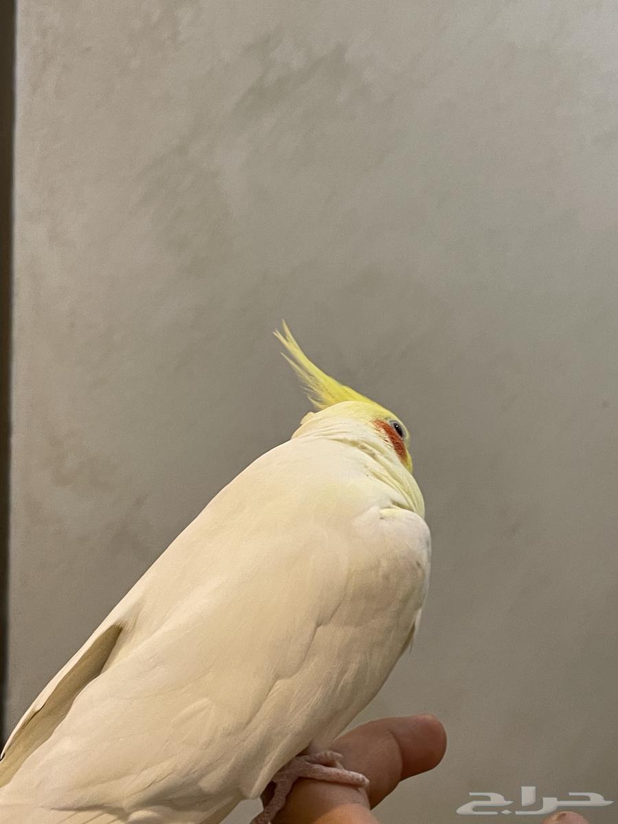 للبيع ذكر كروان لاتينو متكلم اليف هدد مزاجي64404222415618114