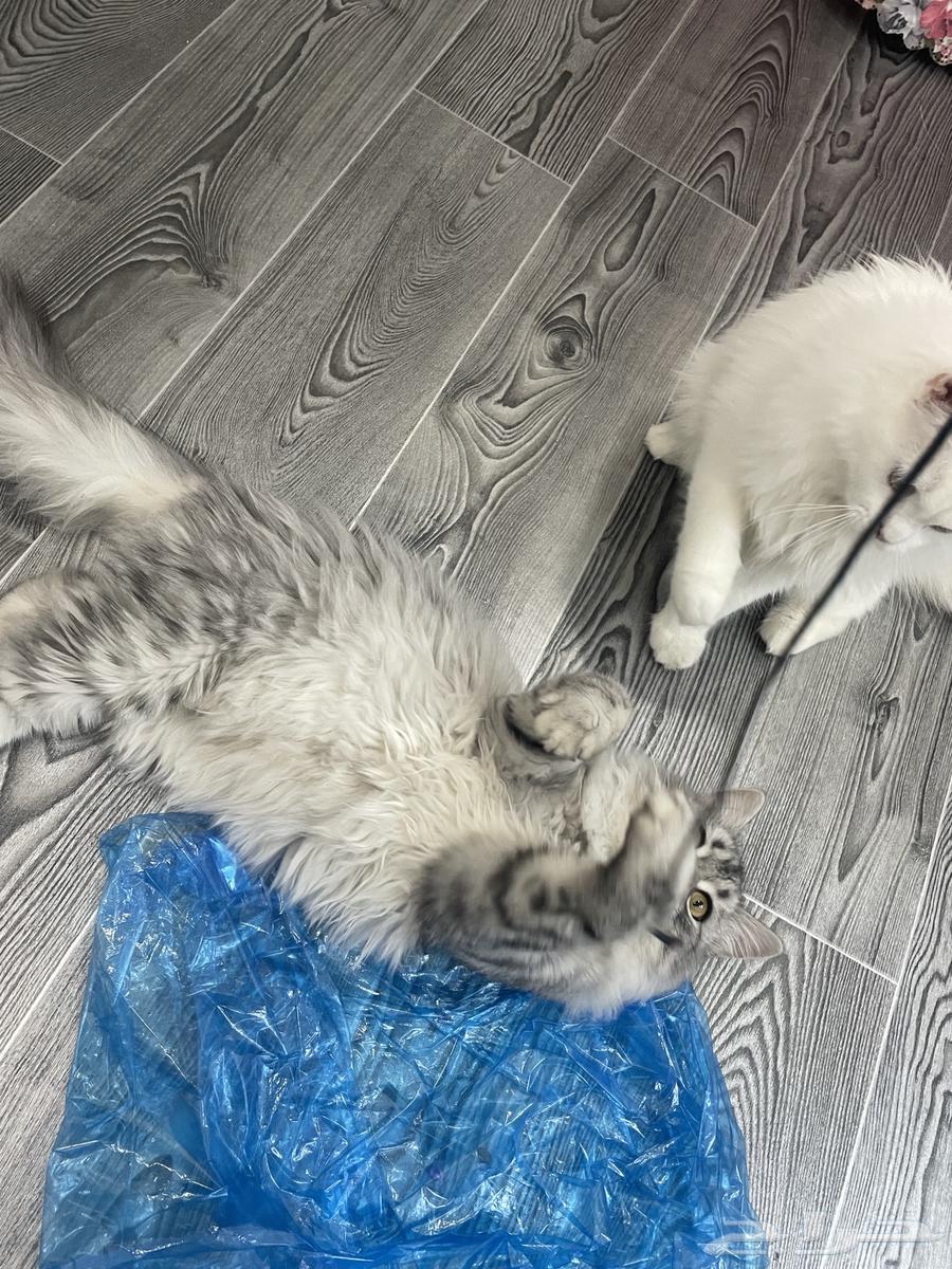 قطتين للبيع عمرهم 6 شهور ب 200 ريال64404153268355113