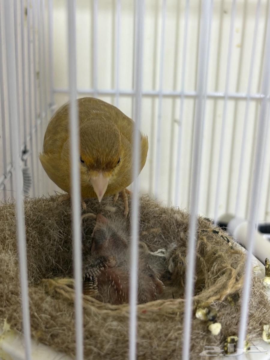 انثى كناري بفروخها (تم البيع)64402748021506110