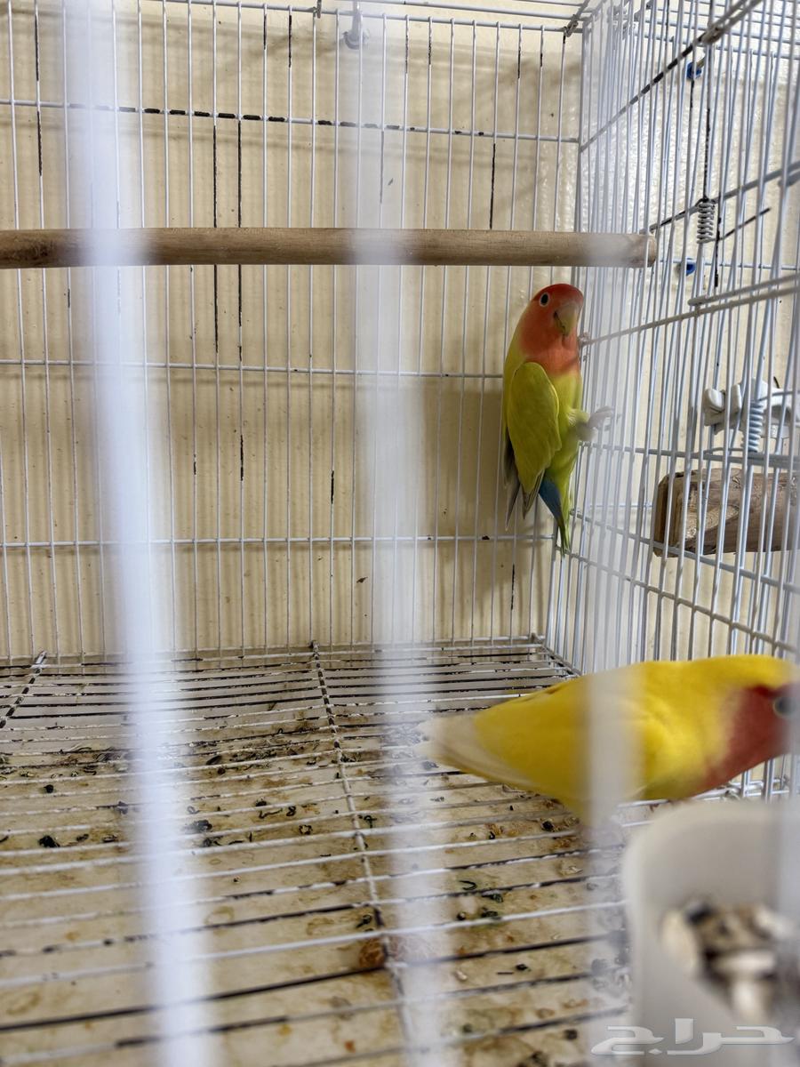 Producing Day's Nut64404375241474110