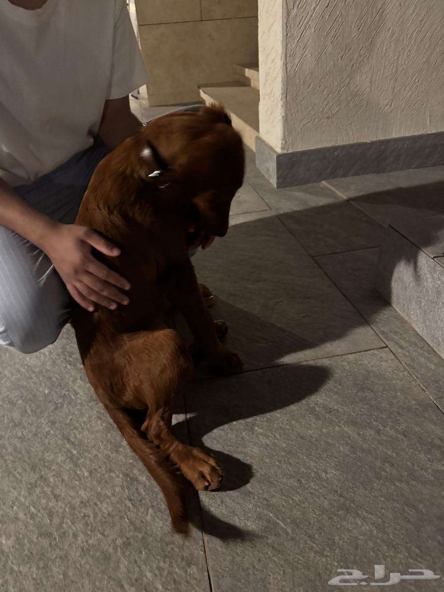 A purebred golden retriever puppy, 4 months old, vaccinated, trained, and with passport64403617946114112