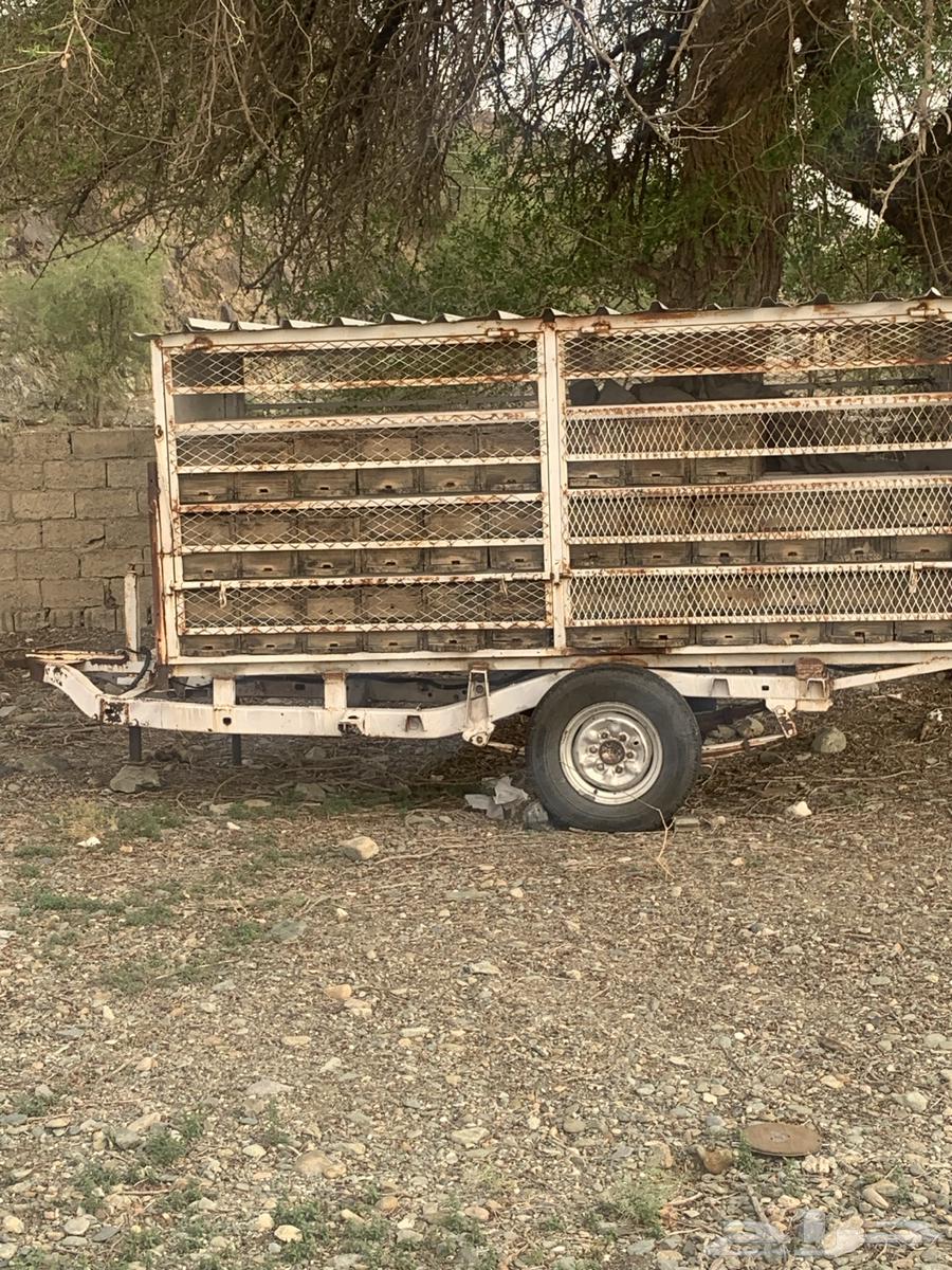 نحل بلدي للبيع64402552632194111