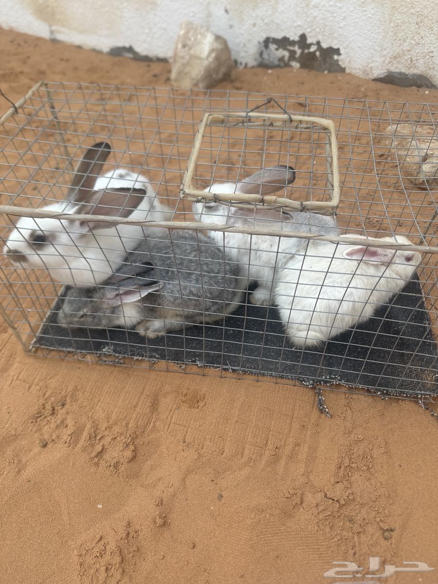 ارانب للبيع64399202572931111