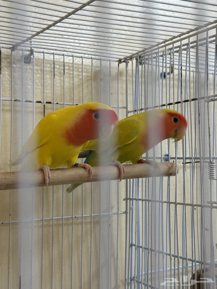 Producing Day's Nut64404375241474112