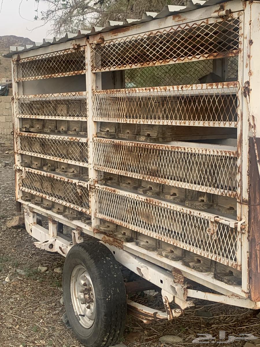 نحل بلدي للبيع64402552632194113