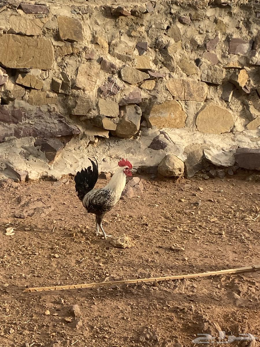 ديك بلدي كفو للبيع64402161667713114