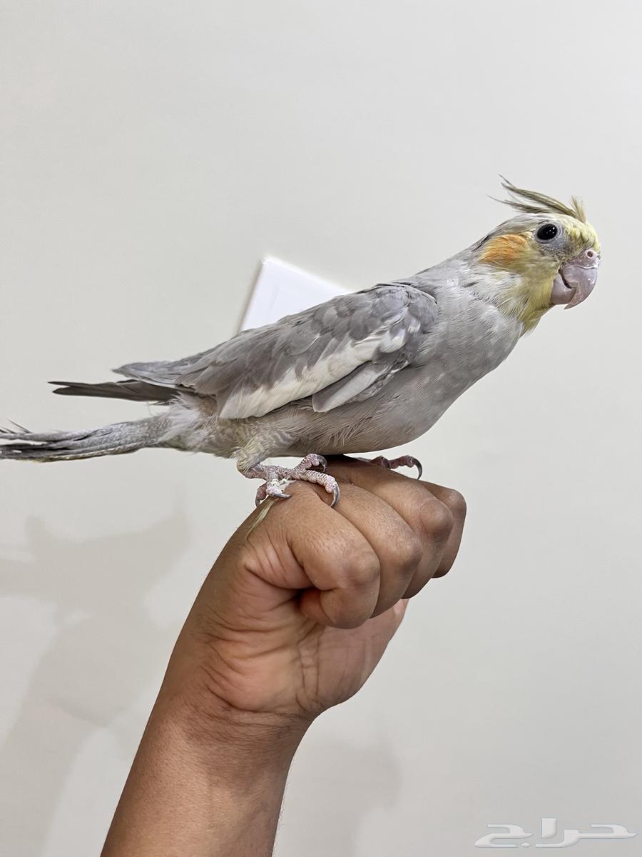 عصفور كروان63619656622338111