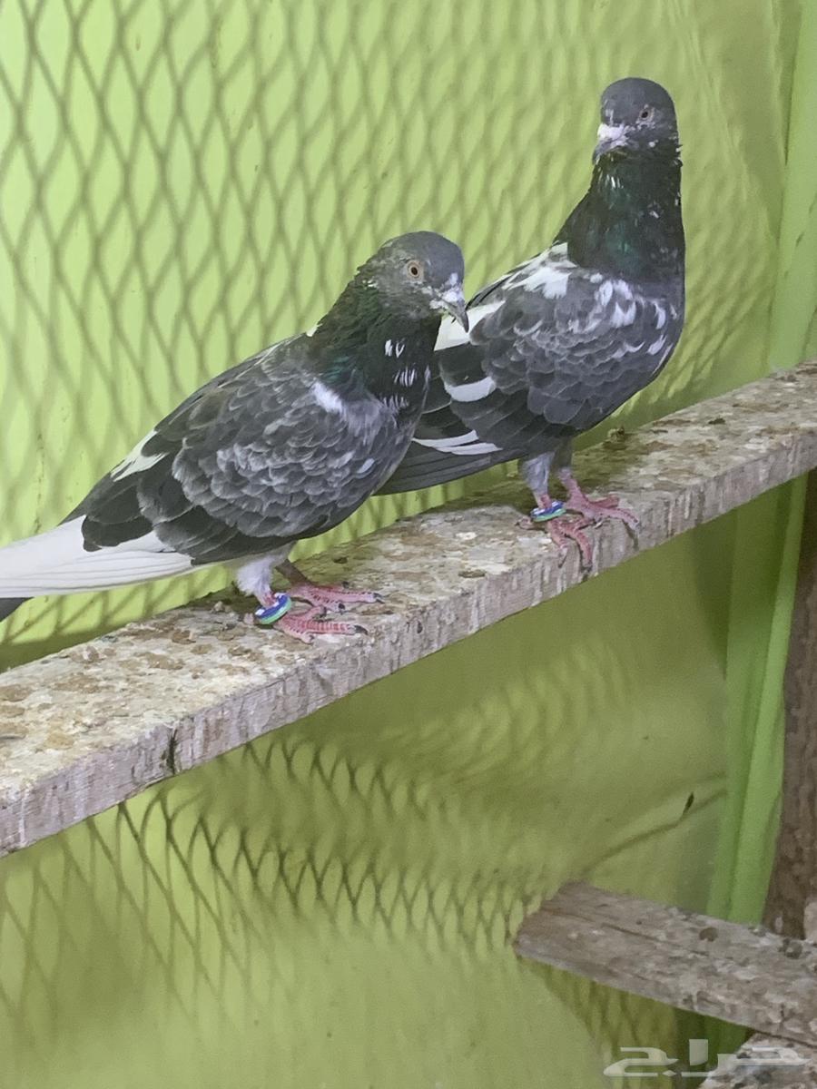 3 أزوج حمام باكستاني64404486507265111