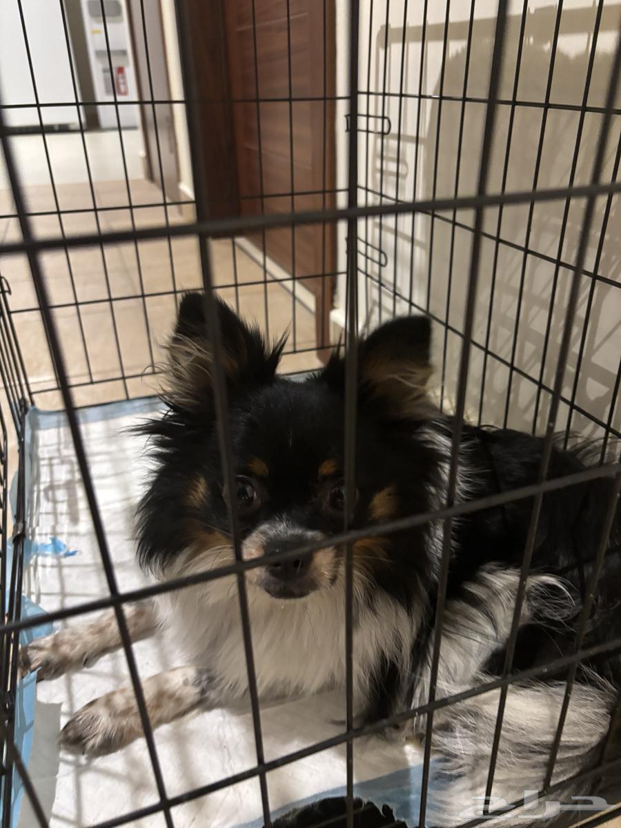 كلب بوميرينيان64403457469699110