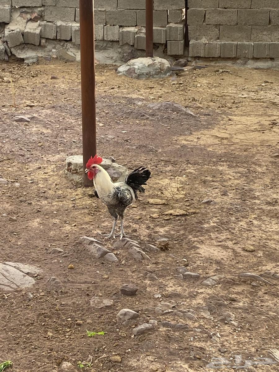 ديك بلدي كفو للبيع64402161667713111