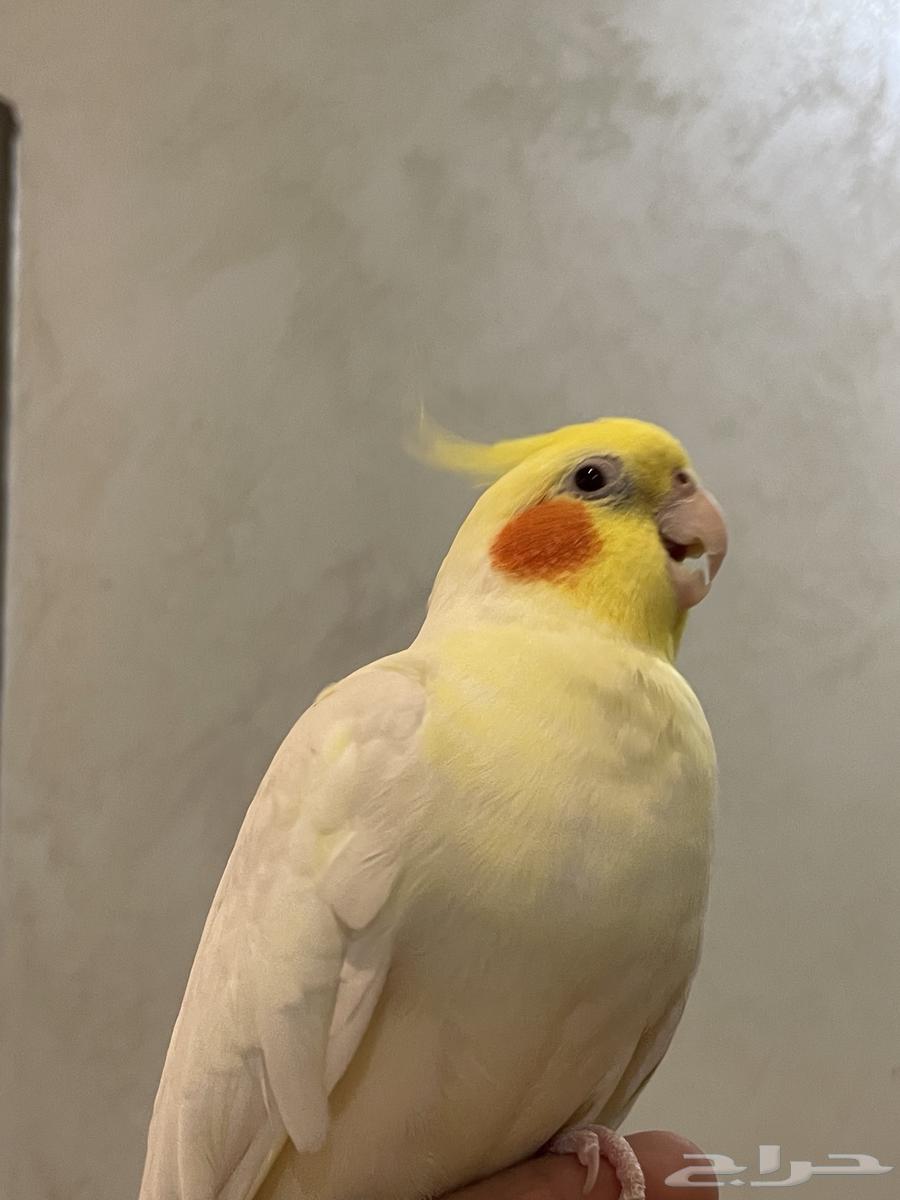 للبيع ذكر كروان لاتينو متكلم اليف هدد مزاجي64404222415618113