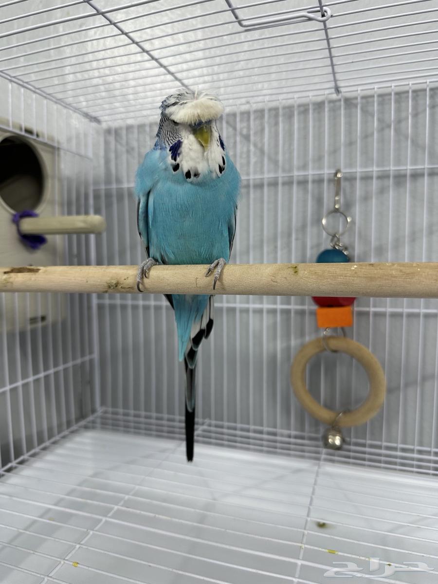 ذكر هولندي كرست64401842496514111