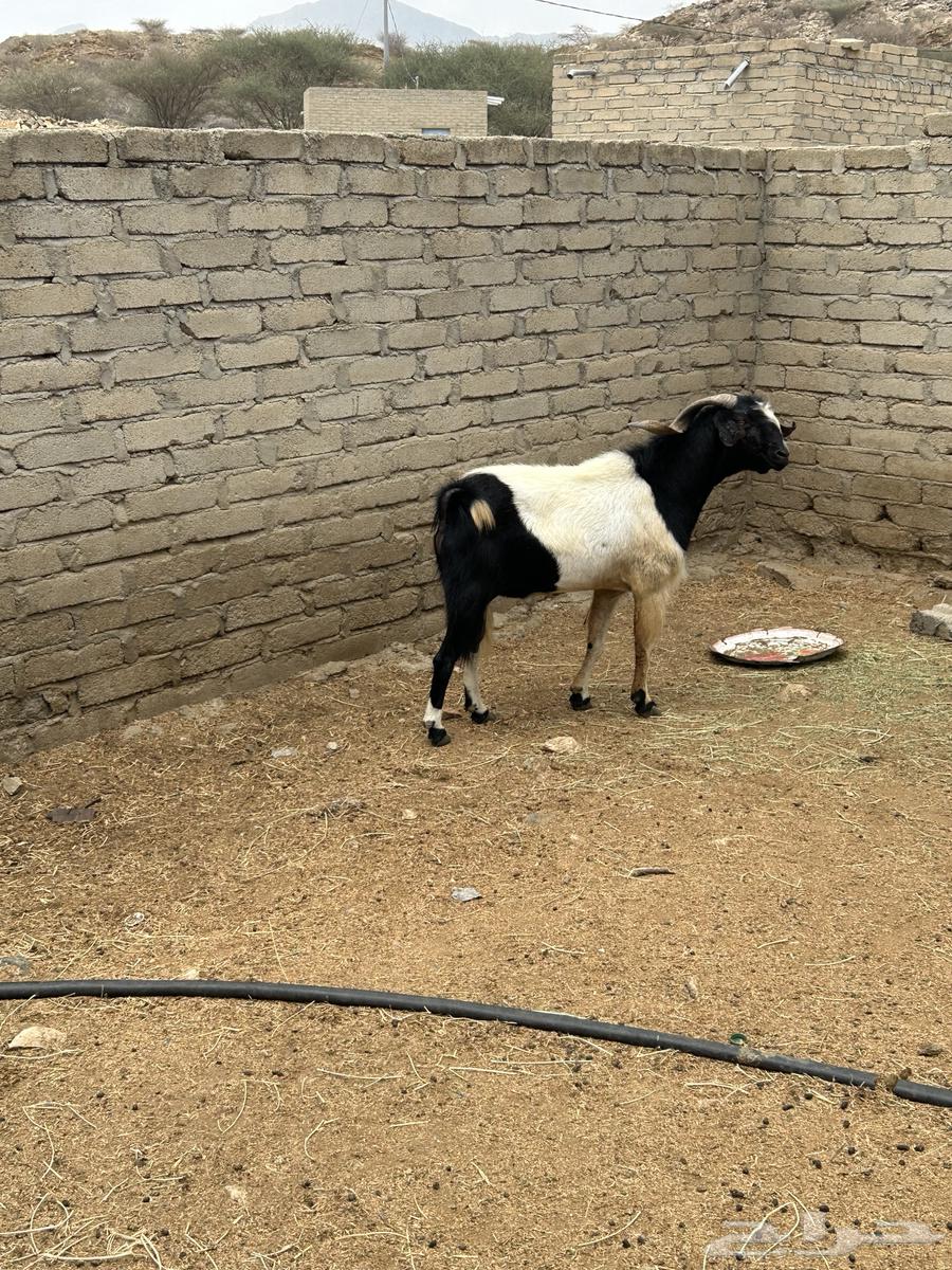 تيس فحل للبيع64401994320130110