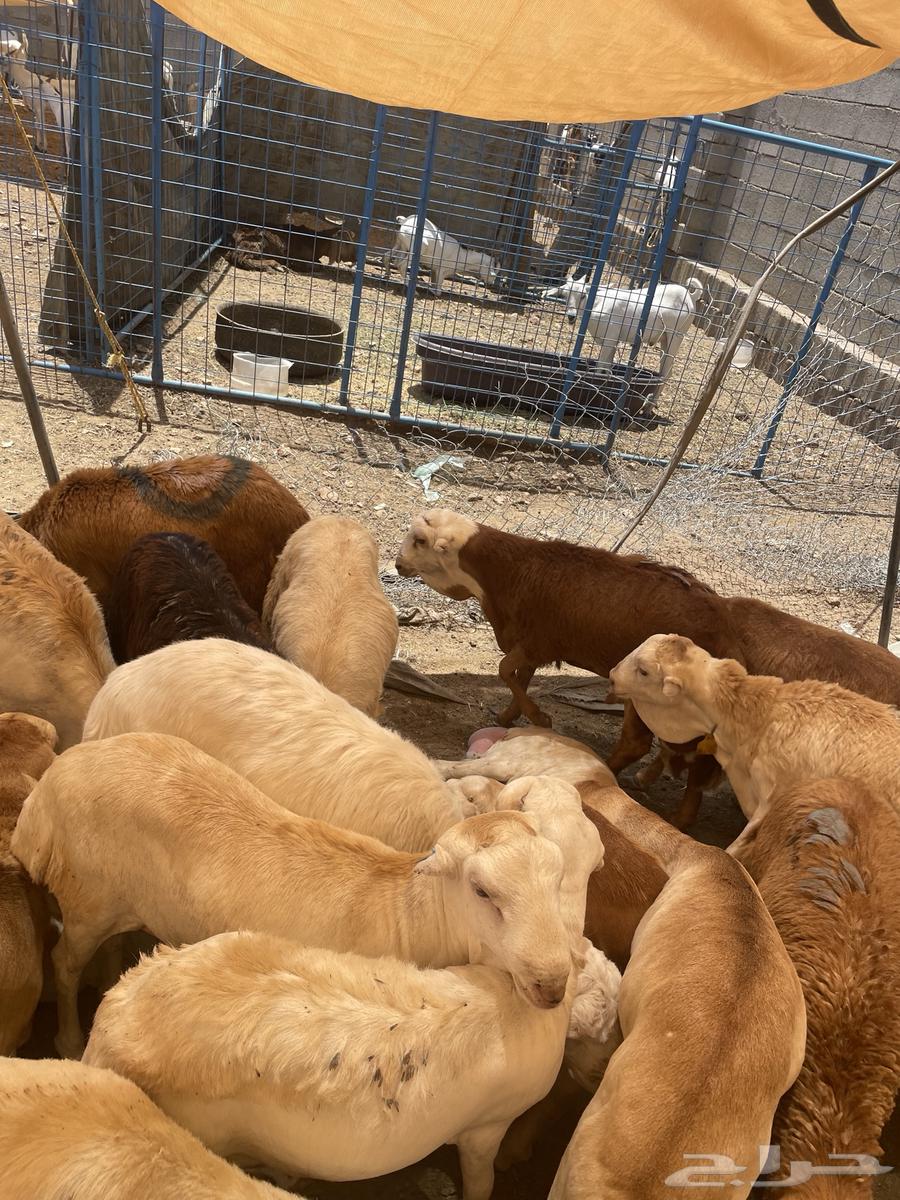 Rafidi64404597421187110