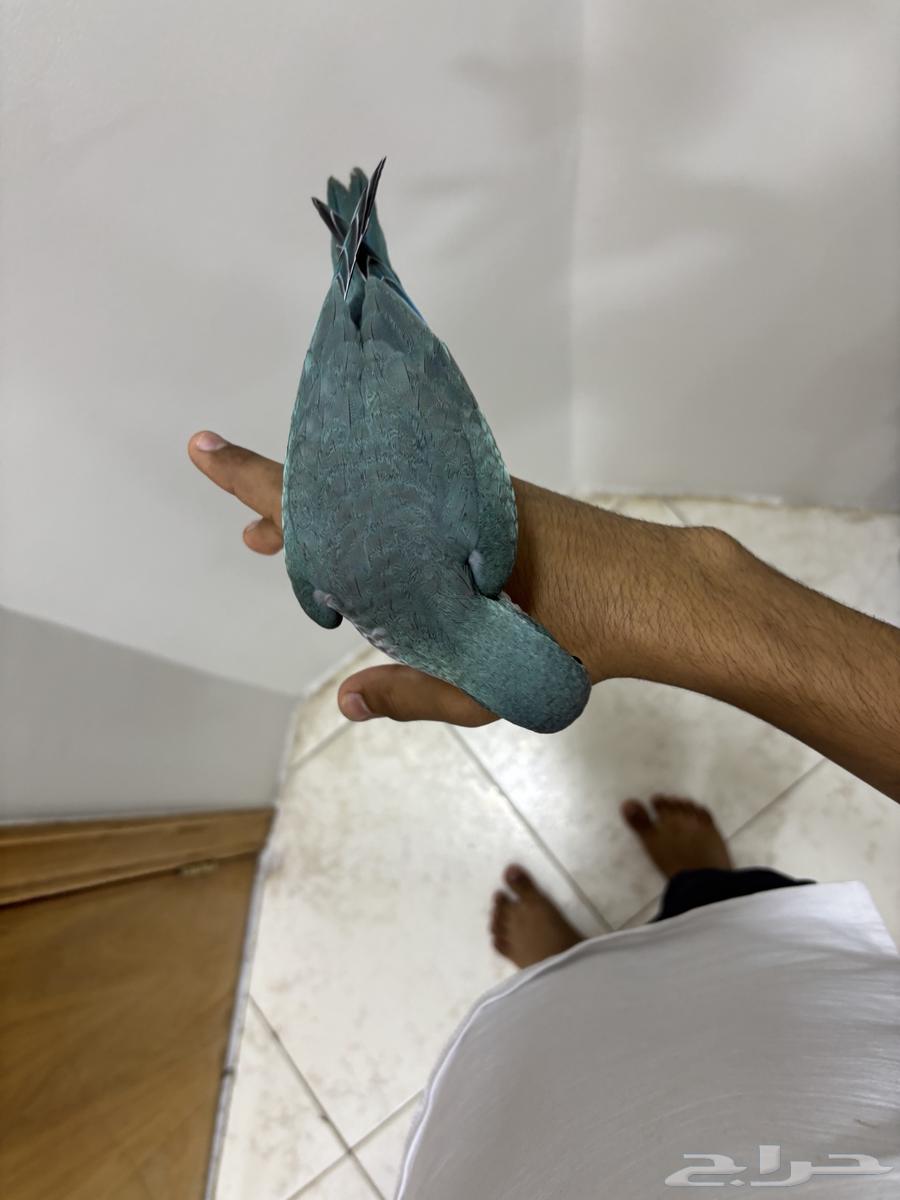 طائر كويكر لون ازرق64403902093697114