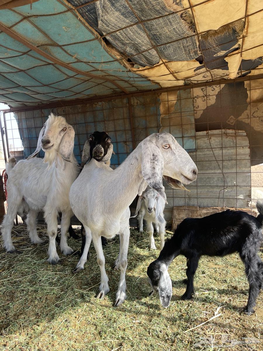 عنز تحتها اثنين للبيع64401396985603112