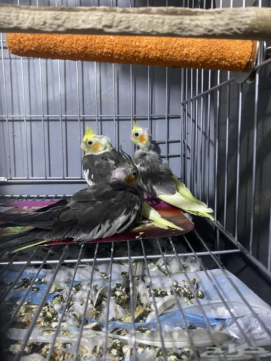 للبيع فروخ كروان64402941702275110