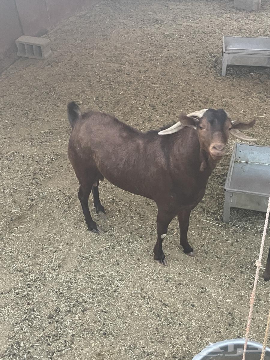 للبيع تيس جامع شبب صنف ادهم64404194912641113