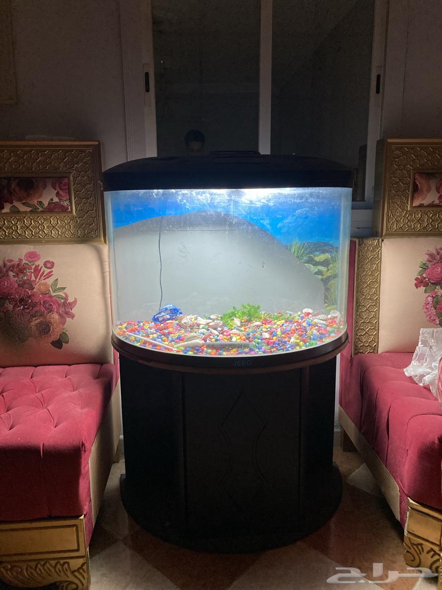 حوض سمك للبيع او البدل بكناري64404890006913112