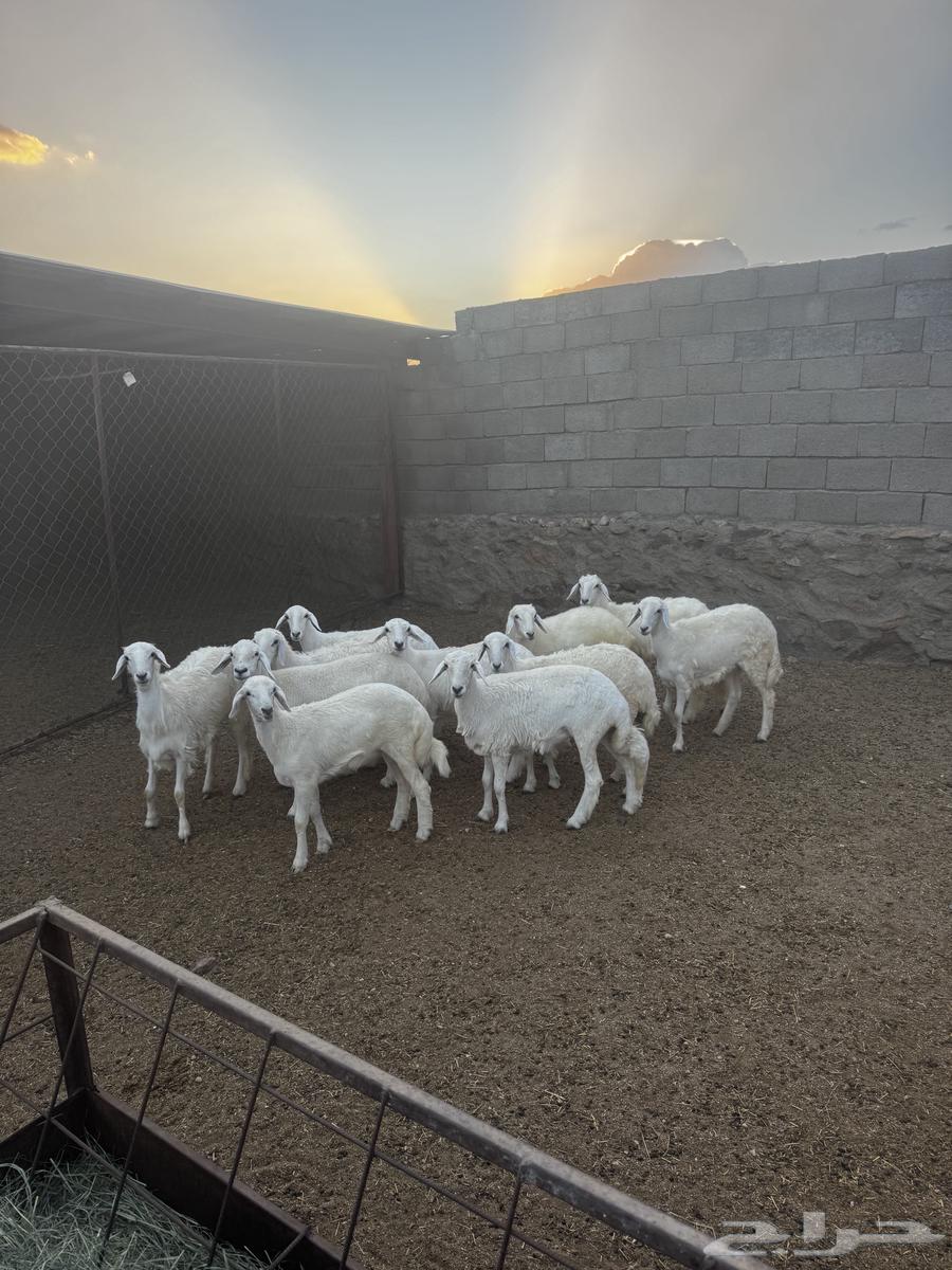 رخال مقاني64401522355457111