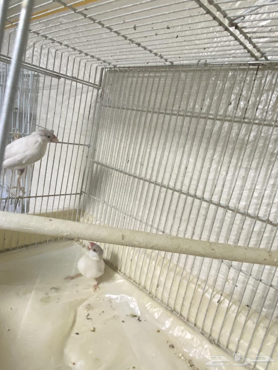 جوزين جاوا64401897684483110