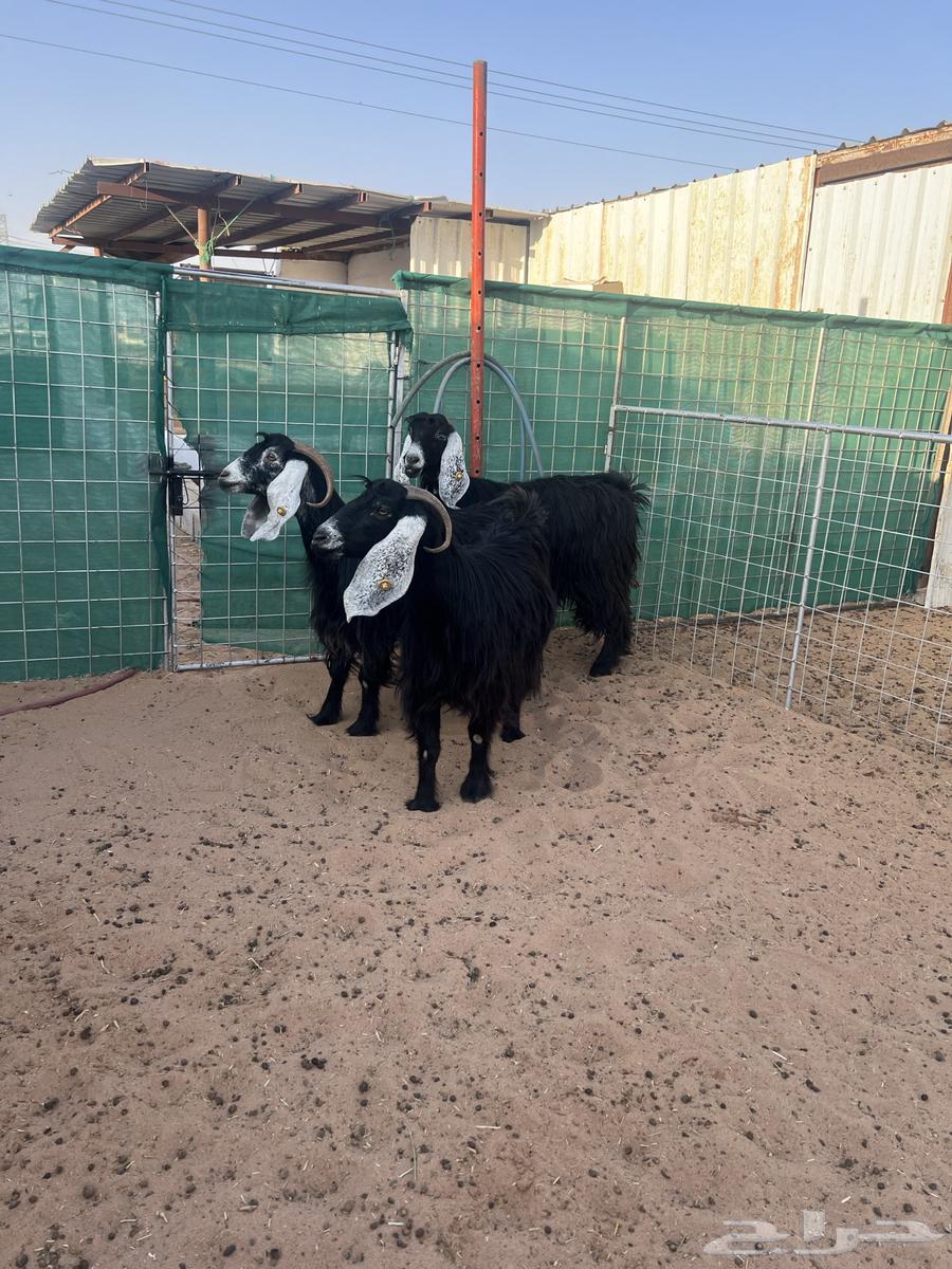 Goat with symptoms, defects and driver63619461518082114