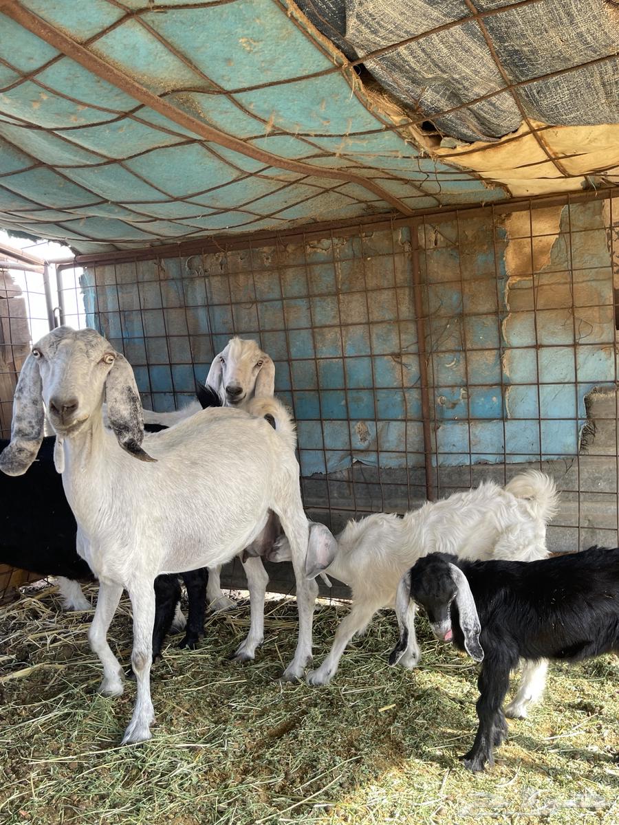 عنز تحتها اثنين للبيع64401396985603110