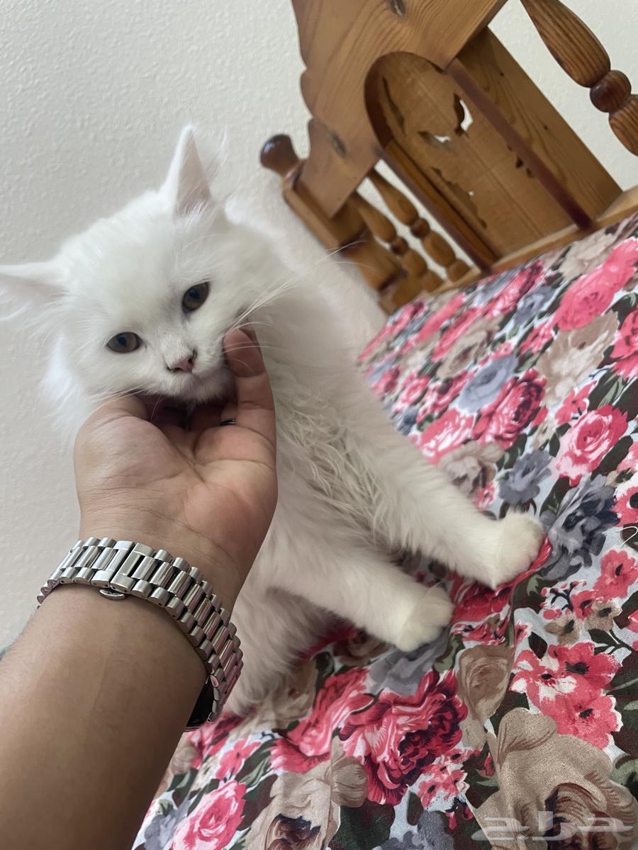 قطتين للبيع عمرهم 6 شهور ب 200 ريال64404153268355114