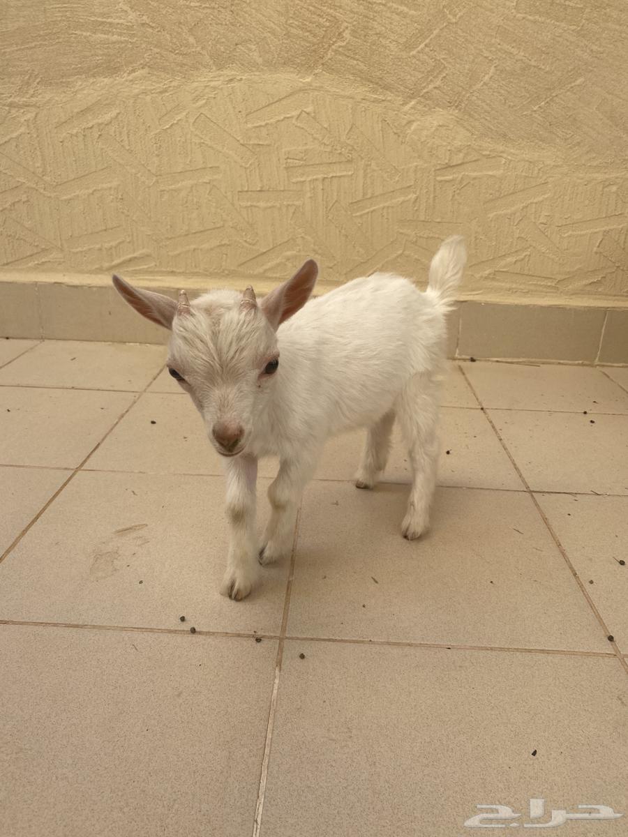 Dwarf goat (buck), approximately 3 months old64403331809027111