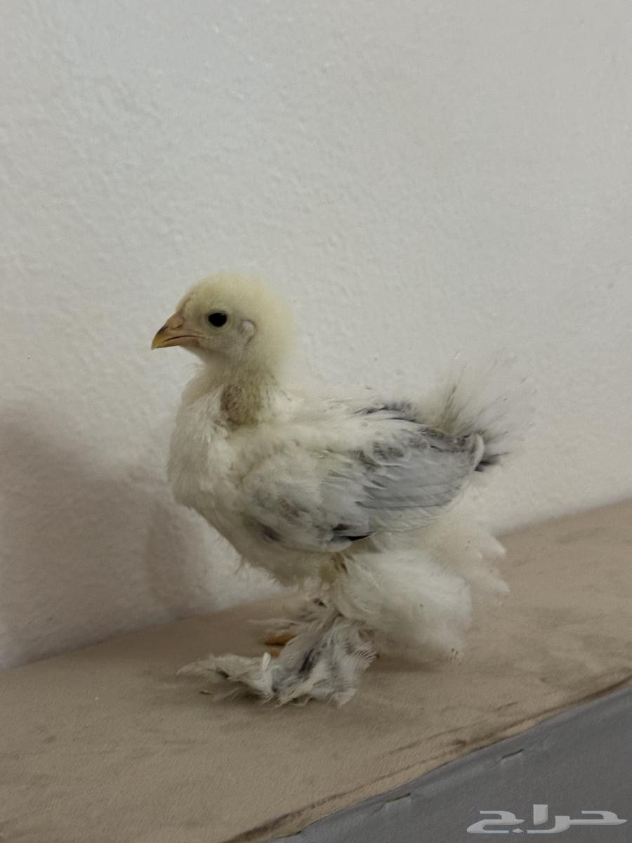 صيصان براهما كولمبي فاخر شهرين64402650206721111