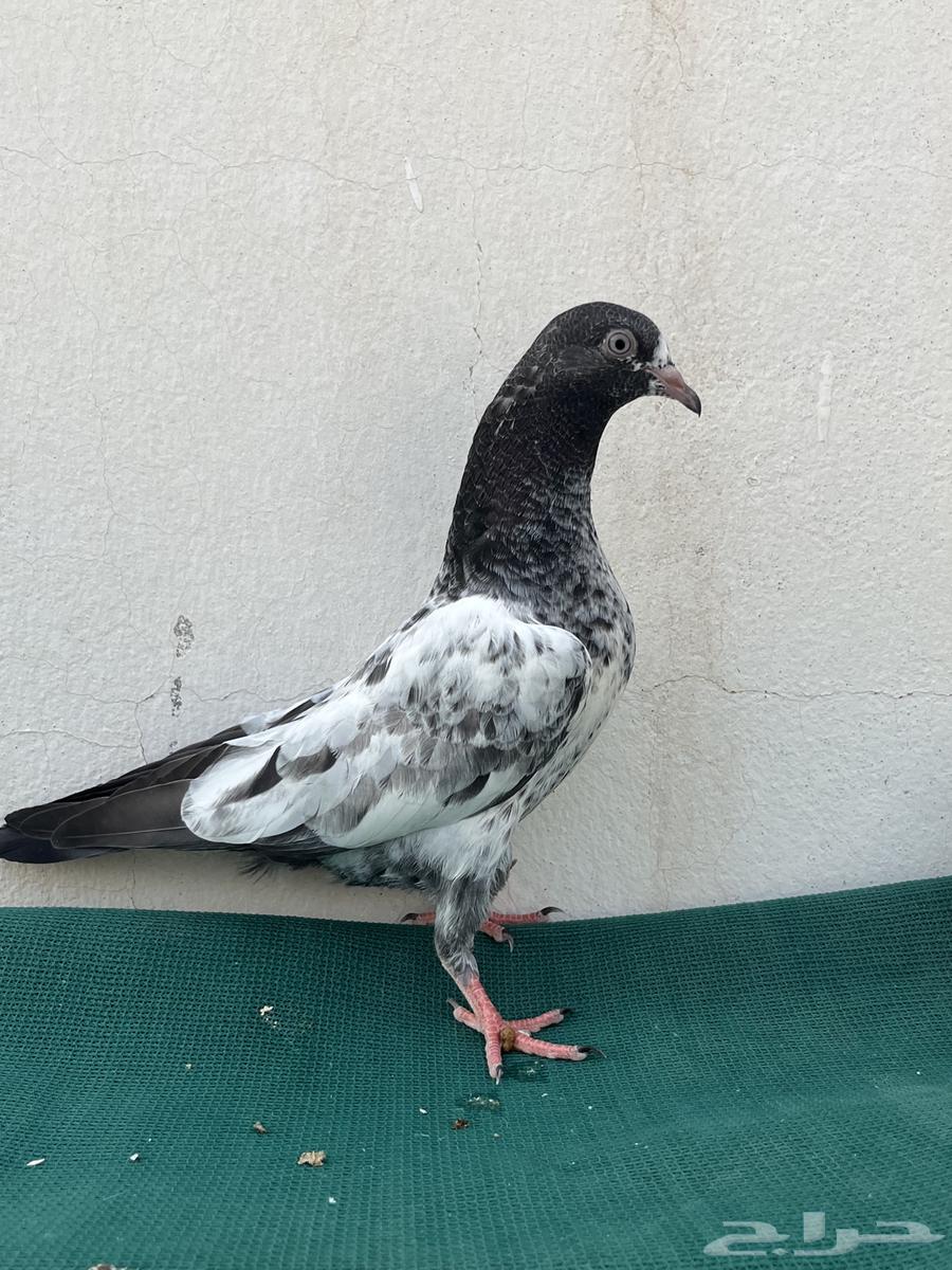 للبيع طبات تيدي64402817430401114