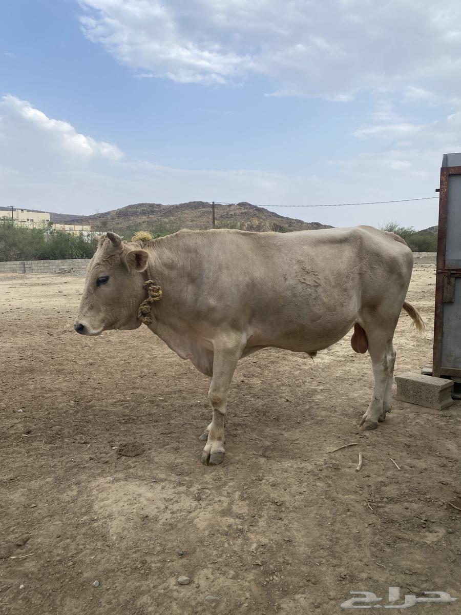 ثور هولندي للبيع64402036320643111