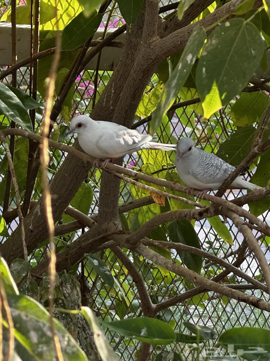 للبيع يمام ماسي64404861346690110