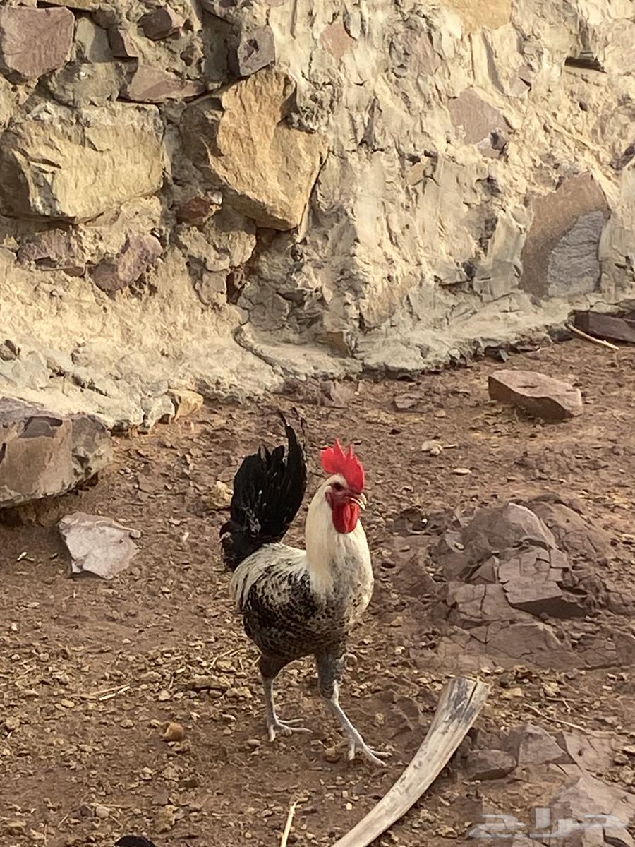 ديك بلدي كفو للبيع64402161667713110