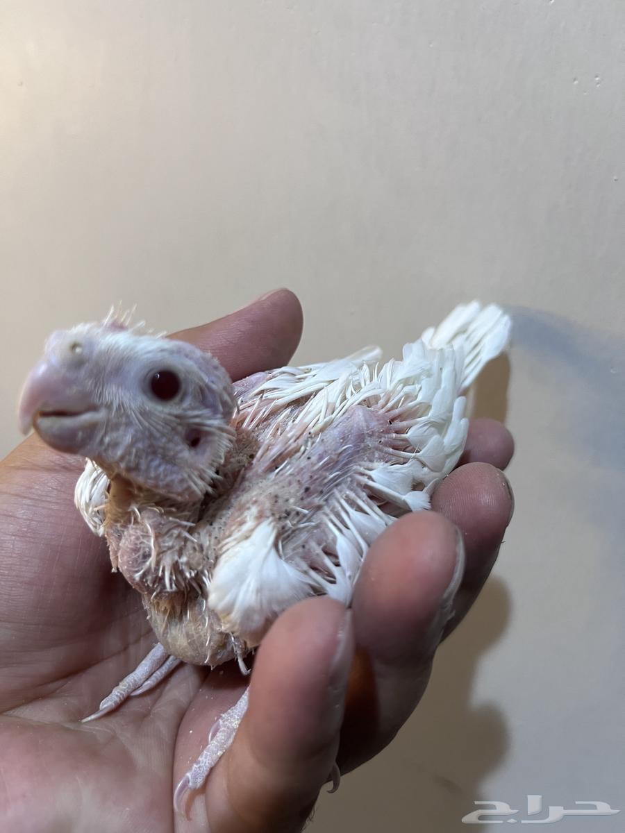 تم بيع64402775838337112