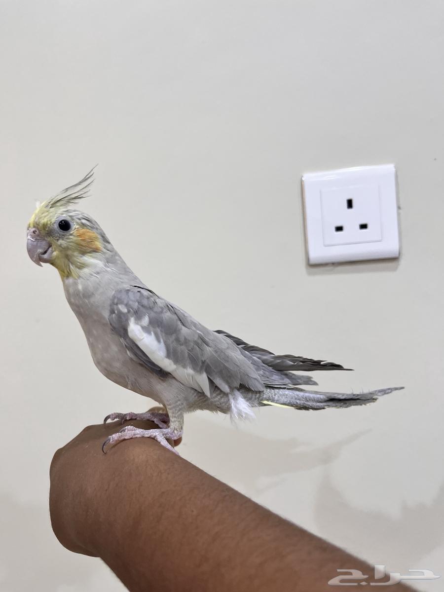 عصفور كروان63619656622338112