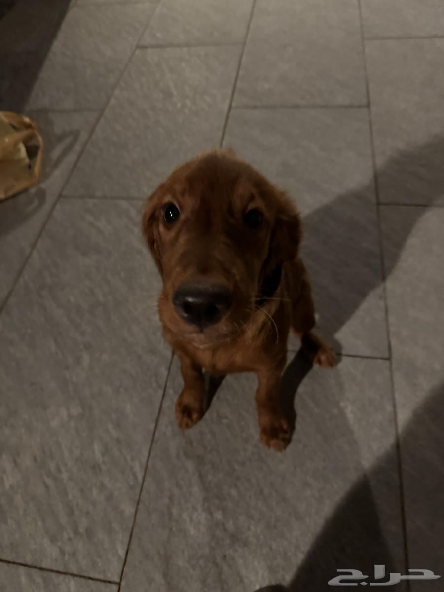 A purebred golden retriever puppy, 4 months old, vaccinated, trained, and with passport64403617946114110