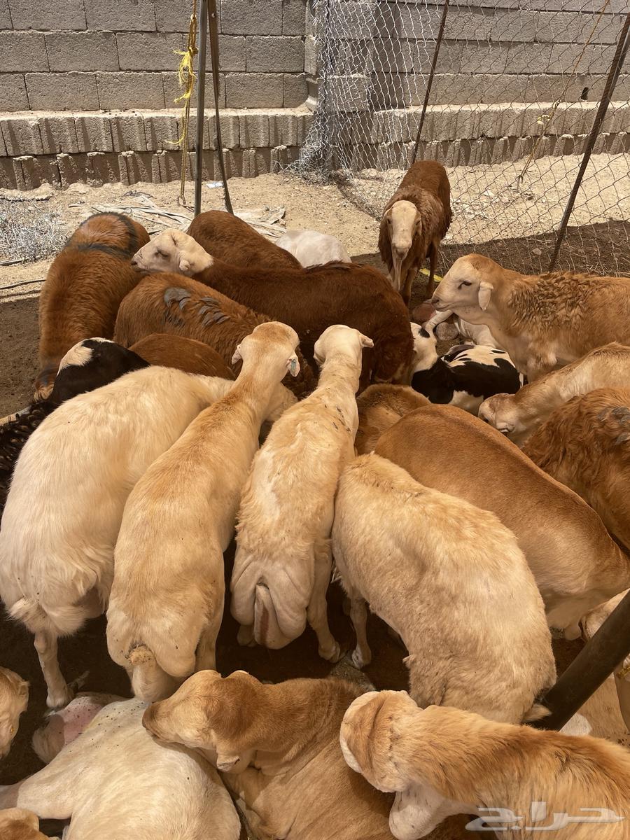 Rafidi64404597421187111