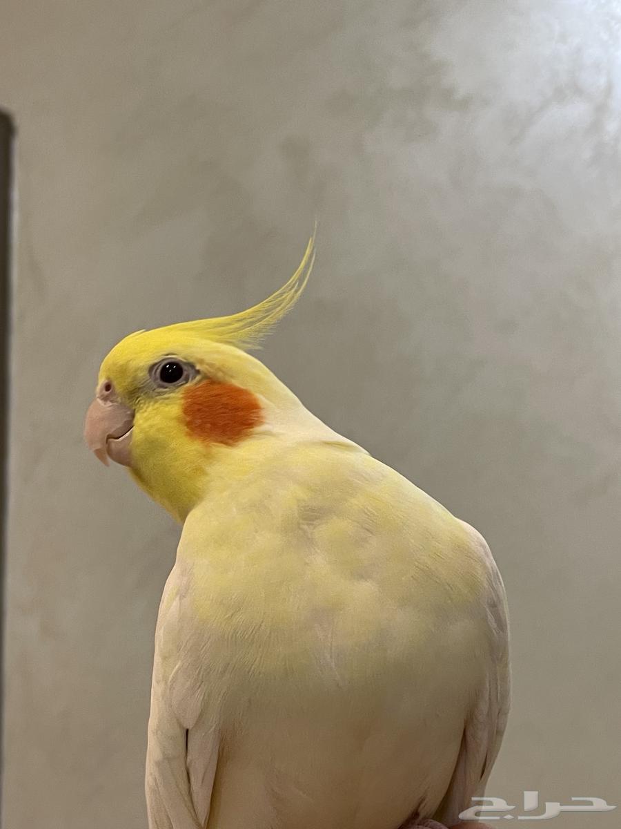 للبيع ذكر كروان لاتينو متكلم اليف هدد مزاجي64404222415618111